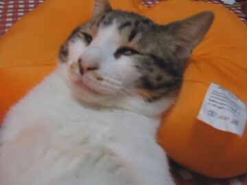 動画再生1秒で笑える!