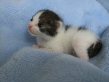 生後19日の赤ちゃん猫・ミーちゃんが毛づくろい