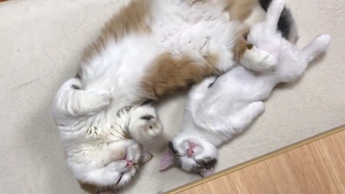 かわいすぎる……シンクロして眠る親子猫！