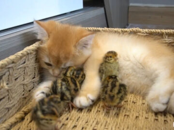 ひな鳥の母親代わりはなんと子猫！
