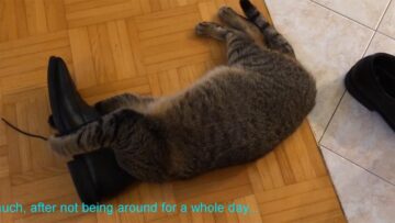 飼い主の靴に夢中で頭を突っ込む!