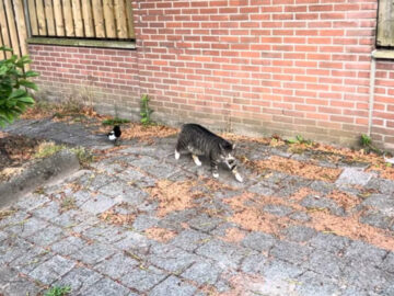 猫とカササギの不思議なコンビ！