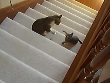 しつこい子猫のパンチを耐えていたと思いきや……?