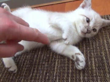 おなかを見せて……あざとかわいい子猫!