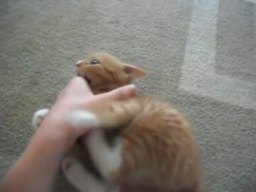最高にキュートな子猫の戦い!