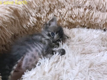 飼い主さんから見つめられると転がっちゃう……?