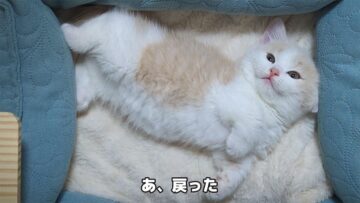 愛らしい寝相で眠るマンチカンの子猫・ぽた