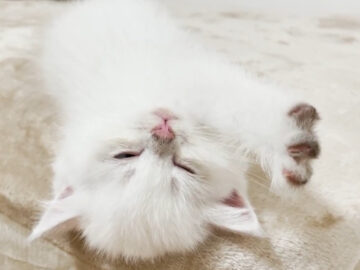 はしゃぐ子猫、やがて夢の中へ……