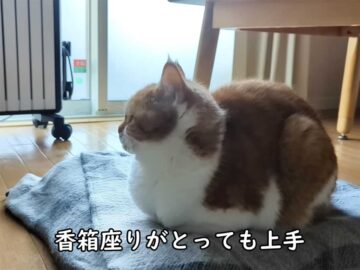 とっても上手な香箱座りをしている猫が「ごめん寝」!