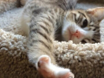 まだ眠い……? 子猫のしぐさにもん絶!