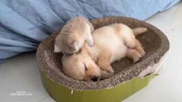 子猫が起こそうとするも、子犬は目覚めず……？
