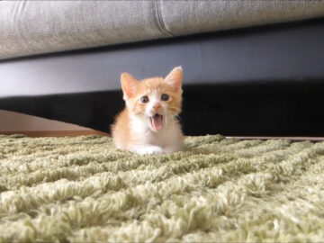 ゆ~っくり近づいて来る子猫がかわいすぎる!