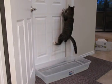 お風呂のドアを開けてしまう…賢すぎる子猫！