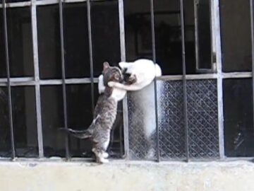 子猫をサポートする母猫の愛に感動……！