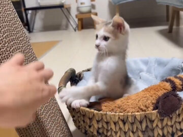 保護子猫のつゆちゃん、爪研ぎ練習を頑張る!