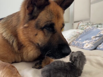 大きなジャーマンシェパードが、子猫に優しく触れて……