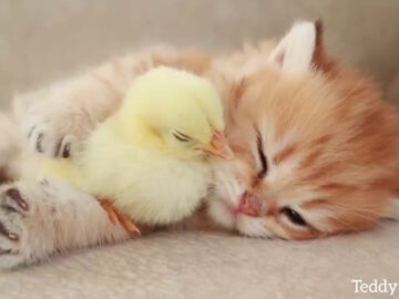 気持ちよさそうに眠る……仲良しな子猫とひよこ