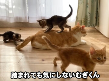 先住猫・むぎくんの元に子猫たちが集まる!