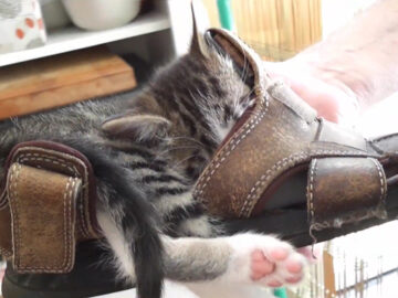 サンダルにすっぽりハマって眠る……