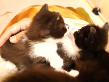 ぎゅうぎゅうです……それでもお膝に乗りたい子猫たち!