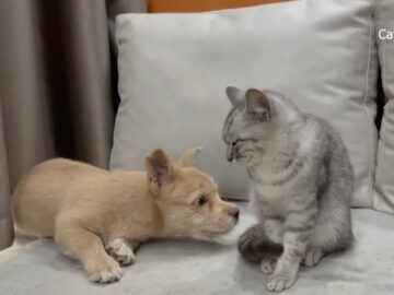 孤独な子犬が優しい子猫と“家族”になる……！