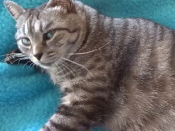 「わがままボディーたまらん」という声も……