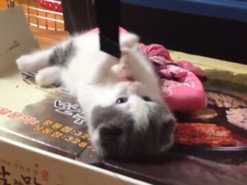 ゆる～く、じゃれつく子猫がカワイイ！
