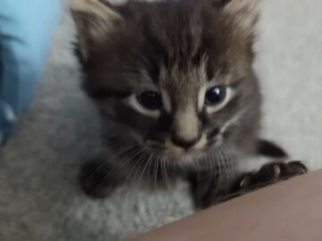 「負けないニャ!」飼い主に襲いかかる子猫!