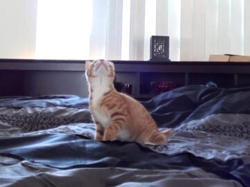 シーリングファンが気になる……子猫の反応がかわいい!