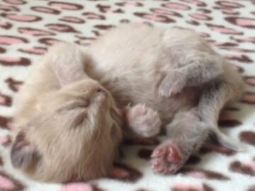 ラグドールの赤ちゃんがお目覚め……
