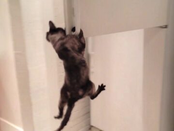 冷蔵庫を開ける猫、驚きの身体能力!