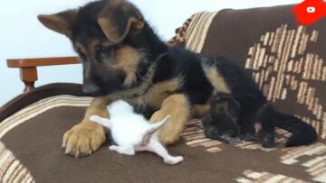 ジャーマンシェパードの子犬と3匹の幼い子猫が初対面！