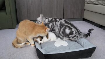 子犬の周りに、母親代わりになってくれる猫たちが……！