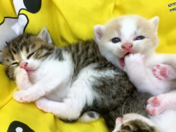 小さな体で、一生懸命毛づくろいする子猫たち