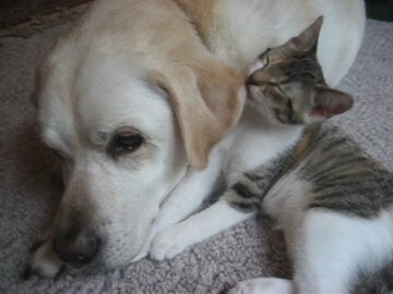 ラブラドールレトリバーの耳を一生懸命なめる子猫たち!