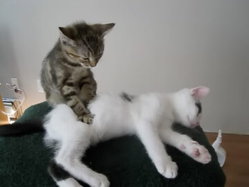 マッサージ上手な子猫!