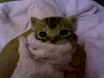 手のひらの中で甘える赤ちゃん猫