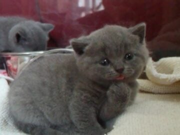 あどけない瞳で毛づくろいするブリティッシュ・ショートヘアの子猫