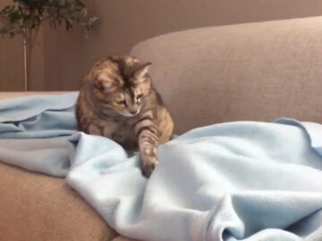 猫たちのかくれんぼごっこ！？