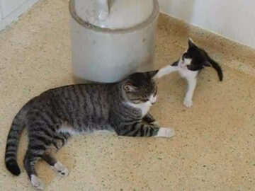 じゃれつく子猫に、先住猫は全く動じず……