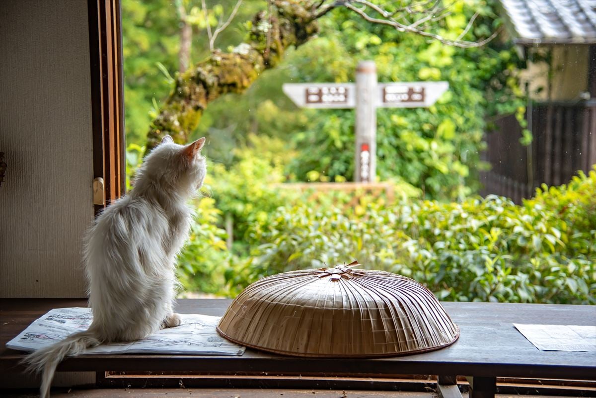 「自慢の看板猫」ランキング