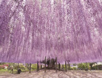 「海外に誇れる春絶景」ランキング1位は？