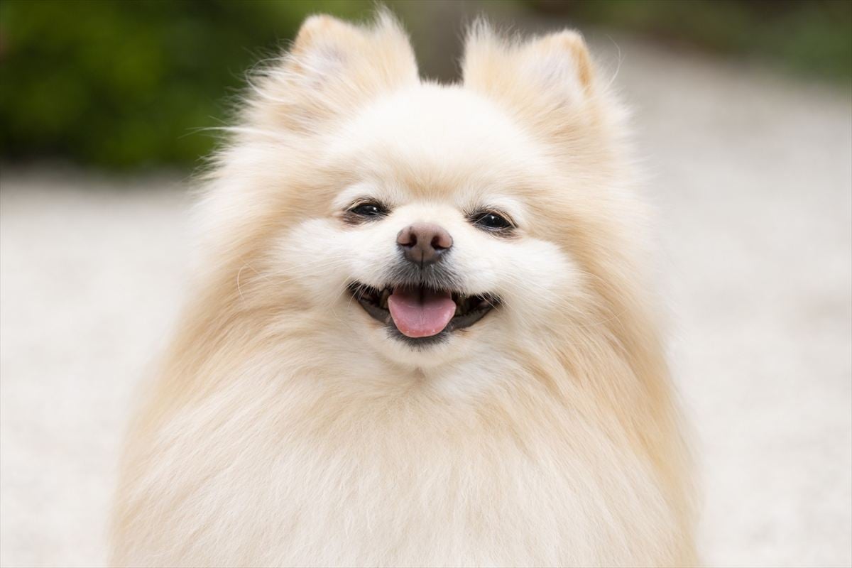 「ペットにしたい小型犬」ランキング1位は？