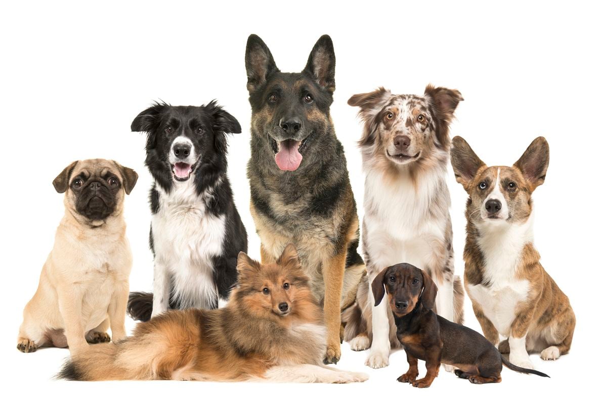 「犬の種類」ランキング1位は？
